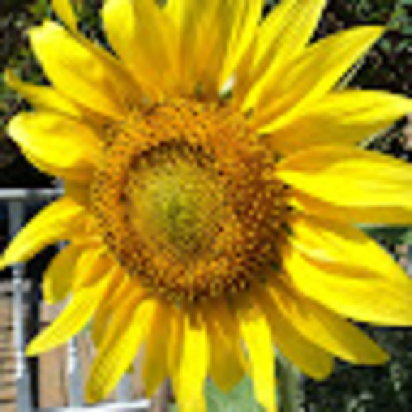 Meet your Posher, Fancy - Picture 1 of 1